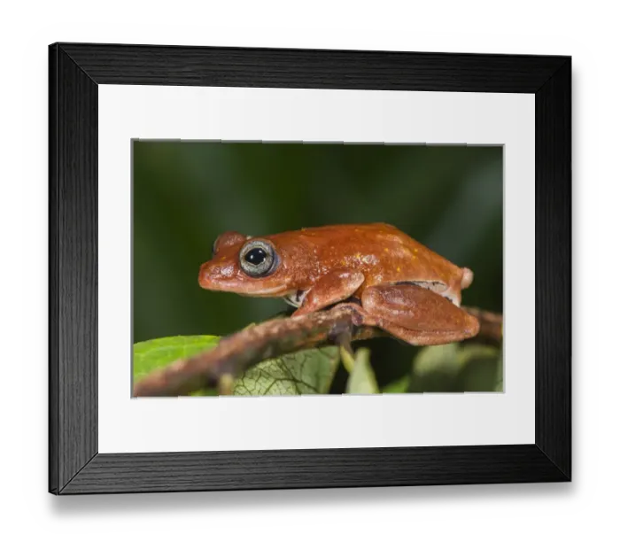 Framed Print : Tree frog, Lango Bai, Republic of Congo (Congo - Brazzaville), AFRICA