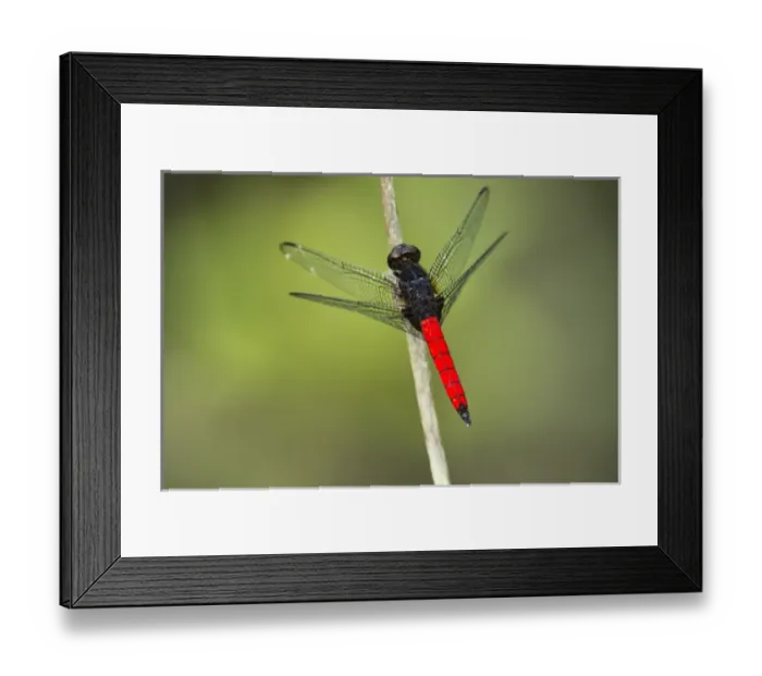 Framed Print : Red-tailed Dragonfly, Odzala - Kokoua National Park, Republic of Congo (Congo - Brazzaville)