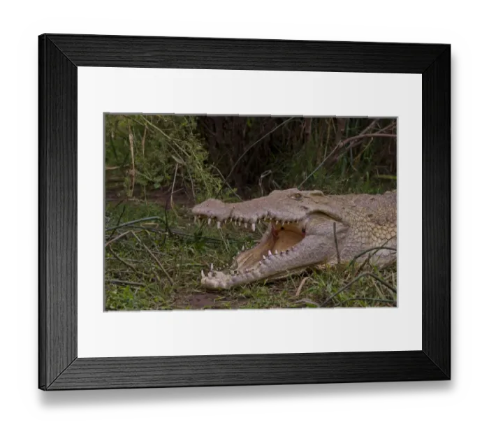 Framed Print : Arba Minch Lake Chamo Ethiopia Africa crocodiles in Crocidile Market in water dangerous Framed Print : Arba Minch Lake Chamo Ethiopia Africa crocodiles in Crocidile Market in water dangerous