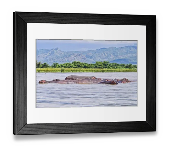 Framed Print : Arba Minch Lake Chamo Ethiopia Africa hippopotamus, in Crocidile Market in water Framed Print : Arba Minch Lake Chamo Ethiopia Africa hippopotamus, in Crocidile Market in water