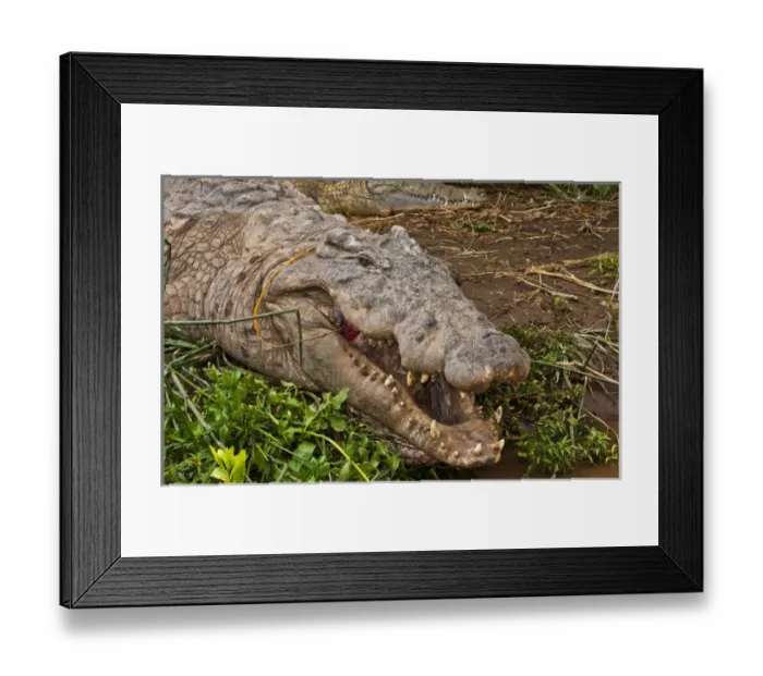 Framed Print : Arba Minch Lake Chamo Ethiopia Africa Crocodile Market crocs in water danger with