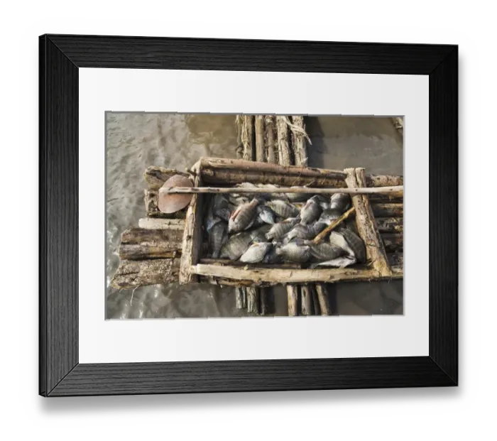 Framed Print : Fishermen on Lake Chamo, Arba Minch, Ethiopia Framed Print : Fishermen on Lake Chamo, Arba Minch, Ethiopia