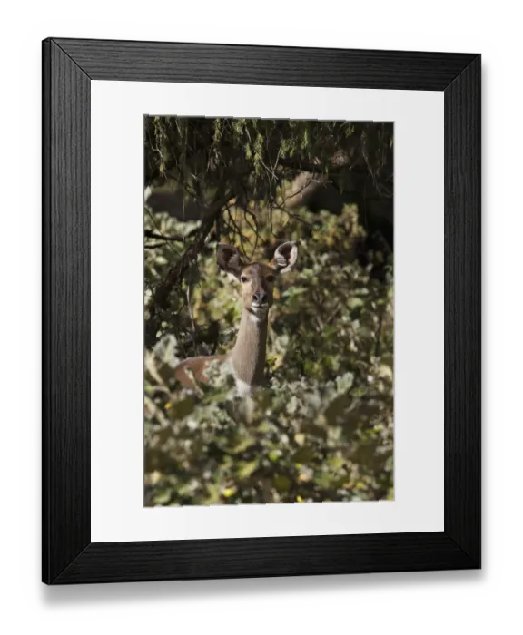 Framed Print : Mountain Nyala (Tragelaphus buxtoni) in Bale Mountains national Park