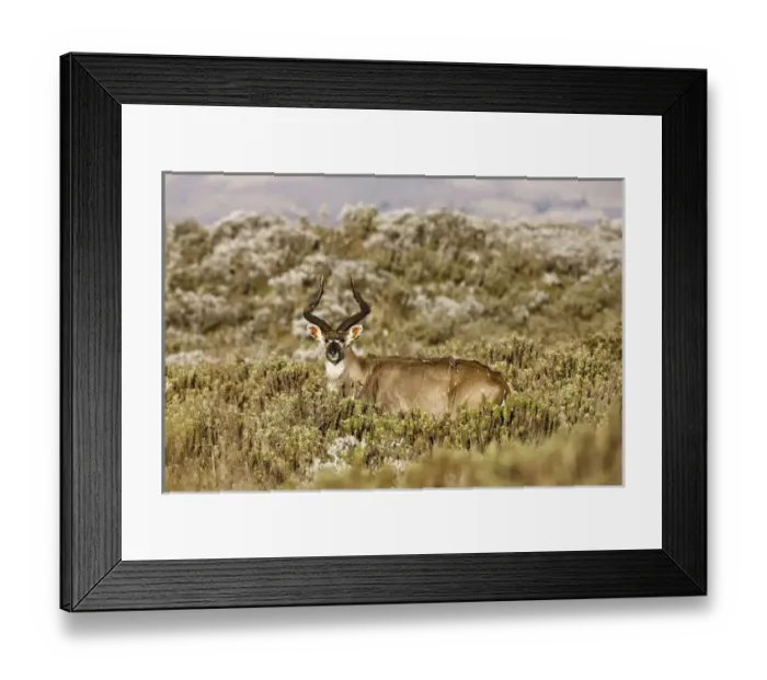 Framed Print : Mountain Nyala (Tragelaphus buxtoni) in Bale Mountains national Park Framed Print : Mountain Nyala (Tragelaphus buxtoni) in Bale Mountains national Park