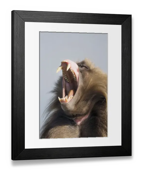 Framed Print : Africa, Ethiopia, Ethiopian Highlands, Western Amhara, Simien Mountains National Park Framed Print : Africa, Ethiopia, Ethiopian Highlands, Western Amhara, Simien Mountains National Park