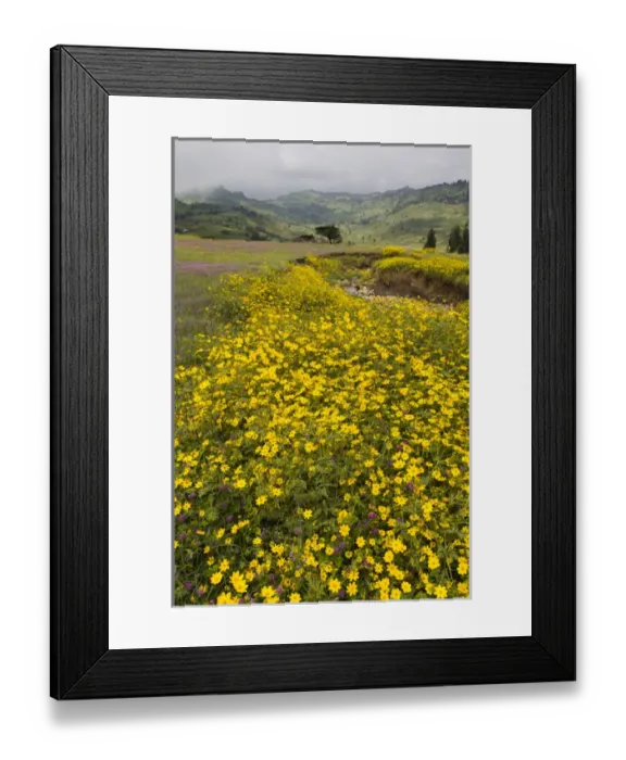 Framed Print : Africa, Ethiopia, Ethiopian Highlands, Western Amhara, meskel flowers, (Yadey abeba) Framed Print : Africa, Ethiopia, Ethiopian Highlands, Western Amhara, meskel flowers, (Yadey abeba)