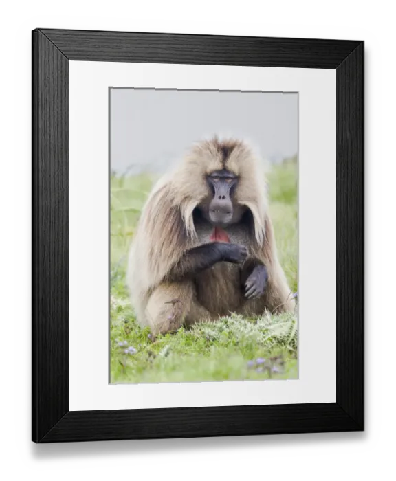 Framed Print : Africa, Ethiopia, Ethiopian Highlands, Western Amhara, Simien Mountains National Park