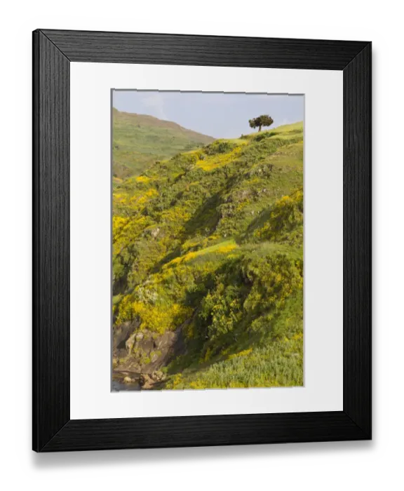 Framed Print : Africa, Ethiopia, Ethiopian Highlands, Western Amhara, meskel flowers, (Yadey abeba)