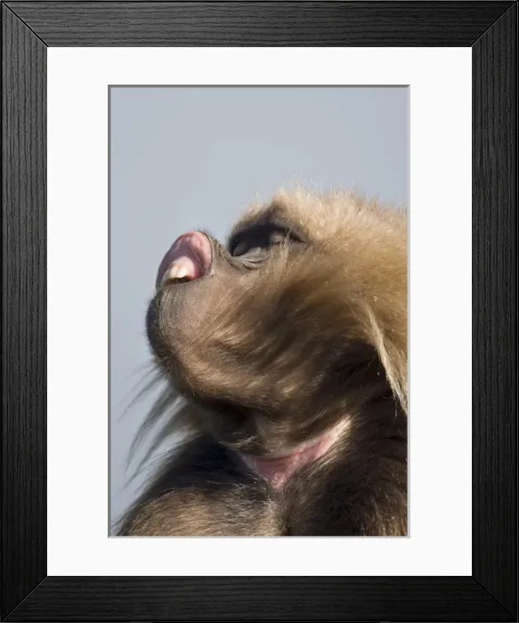 Framed Print : Africa, Ethiopia, Ethiopian Highlands, Western Amhara, Simien Mountains National Park Framed Print : Africa, Ethiopia, Ethiopian Highlands, Western Amhara, Simien Mountains National Park