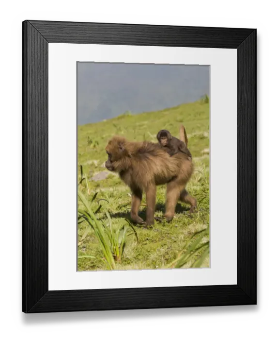 Framed Print : Africa, Ethiopia, Ethiopian Highlands, Western Amhara, Simien Mountains National Park Framed Print : Africa, Ethiopia, Ethiopian Highlands, Western Amhara, Simien Mountains National Park