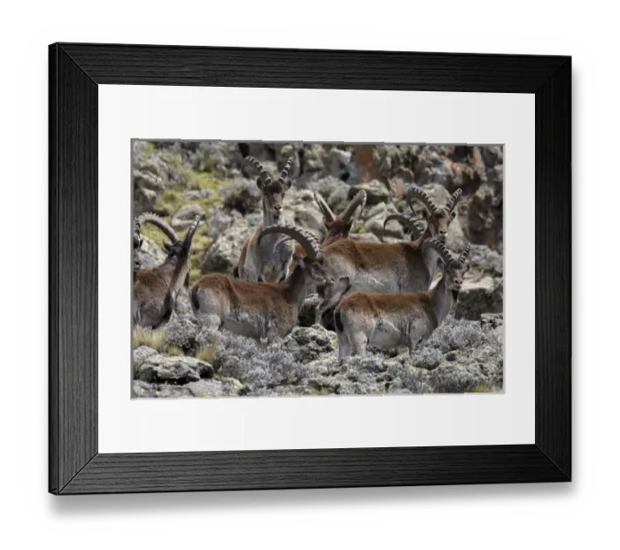 Framed Print : Africa, Ethiopia, Ethiopian Highlands, Western Amhara, Simien Mountains National Park Framed Print : Africa, Ethiopia, Ethiopian Highlands, Western Amhara, Simien Mountains National Park