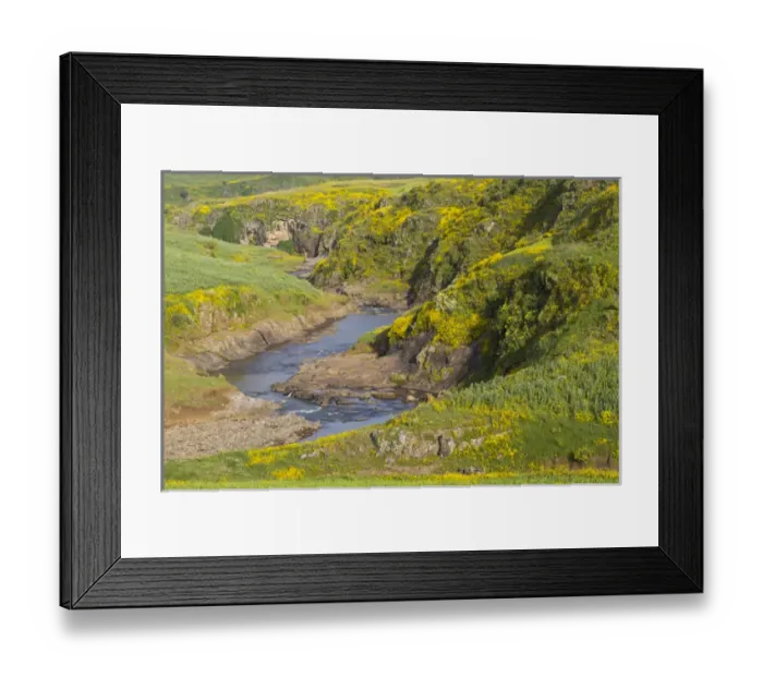 Framed Print : Africa, Ethiopia, Ethiopian Highlands, Western Amhara, meskel flowers, (Yadey abeba) Framed Print : Africa, Ethiopia, Ethiopian Highlands, Western Amhara, meskel flowers, (Yadey abeba)