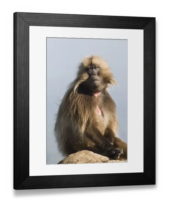 Framed Print : Africa, Ethiopia, Ethiopian Highlands, Western Amhara, Simien Mountains National Park Framed Print : Africa, Ethiopia, Ethiopian Highlands, Western Amhara, Simien Mountains National Park