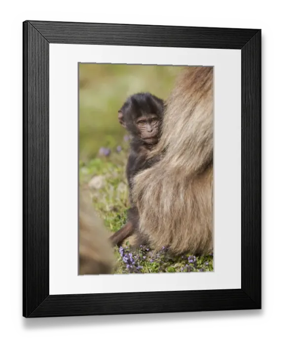 Framed Print : Africa, Ethiopia, Ethiopian Highlands, Western Amhara, Simien Mountains National Park Framed Print : Africa, Ethiopia, Ethiopian Highlands, Western Amhara, Simien Mountains National Park
