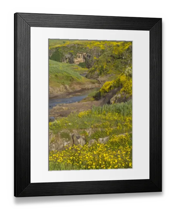 Framed Print : Africa, Ethiopia, Ethiopian Highlands, Western Amhara, meskel flowers, (Yadey abeba) Framed Print : Africa, Ethiopia, Ethiopian Highlands, Western Amhara, meskel flowers, (Yadey abeba)