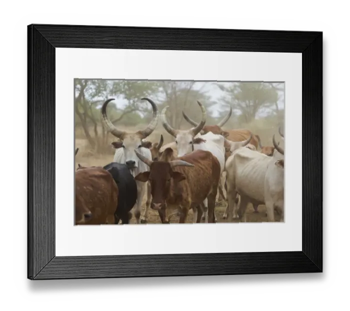 Framed Print : Africa, Ethiopia, Omo River Valley, South Omo, Hamer tribe Framed Print : Africa, Ethiopia, Omo River Valley, South Omo, Hamer tribe
