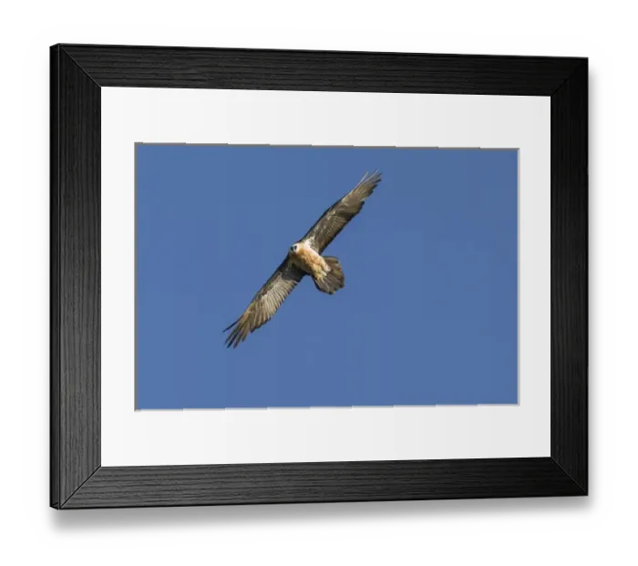 Framed Print : Africa, Ethiopia, Ethiopian Highlands, Western Amhara, Simien Mountains National Park Framed Print : Africa, Ethiopia, Ethiopian Highlands, Western Amhara, Simien Mountains National Park