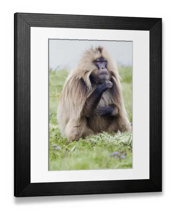 Framed Print : Africa, Ethiopia, Ethiopian Highlands, Western Amhara, Simien Mountains National Park Framed Print : Africa, Ethiopia, Ethiopian Highlands, Western Amhara, Simien Mountains National Park