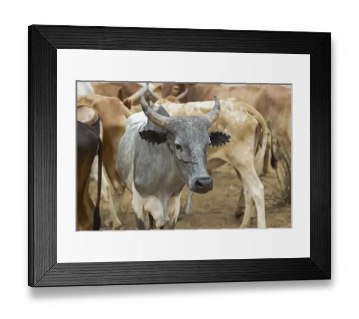 Framed Print : Africa, Ethiopia, Omo River Valley, South Omo, Hamer tribe