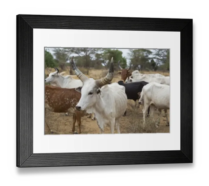 Framed Print : Africa, Ethiopia, Omo River Valley, South Omo, Hamer tribe Framed Print : Africa, Ethiopia, Omo River Valley, South Omo, Hamer tribe