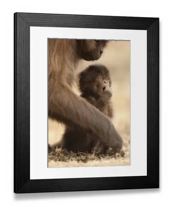 Framed Print : Africa, Ethiopia, Simien Mountains National Park, Gelada Baboon, Theropithecus gelada
