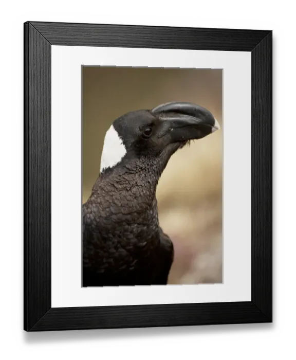 Framed Print : Africa, Ethiopia, Simien Mountains, Thick-billed Raven, Corvus crassirostris, portrait Framed Print : Africa, Ethiopia, Simien Mountains, Thick-billed Raven, Corvus crassirostris, portrait
