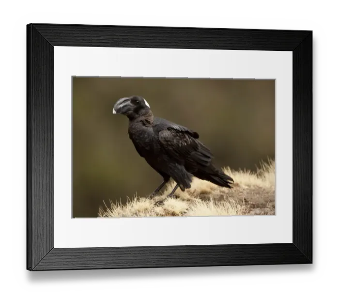 Framed Print : Africa, Ethiopia, Simien Mountains, Thick-billed Raven, Corvus crassirostris, perched Framed Print : Africa, Ethiopia, Simien Mountains, Thick-billed Raven, Corvus crassirostris, perched