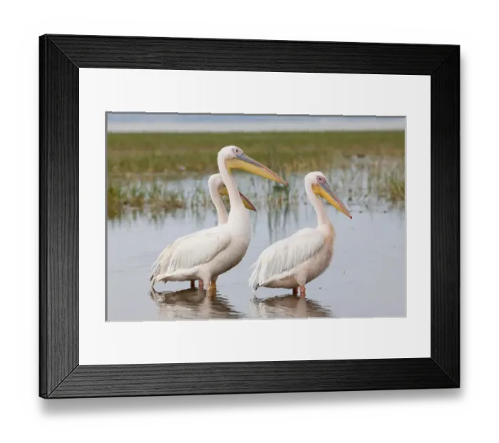 Framed Print : Great White Pelikan (pelecanus onocrotalus) colony near the shore of Lake Awasa. Africa