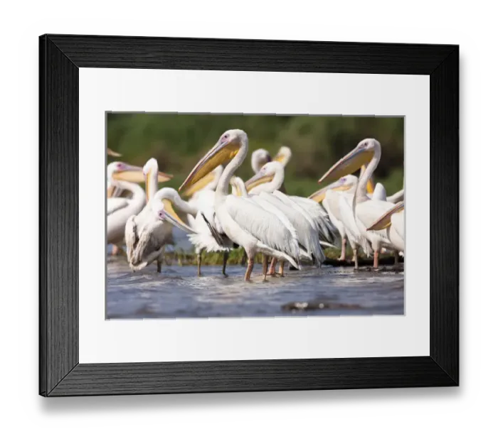 Framed Print : Great White Pelikan (pelecanus onocrotalus) near the shore of Lake Chamo in Nechisar Framed Print : Great White Pelikan (pelecanus onocrotalus) near the shore of Lake Chamo in Nechisar