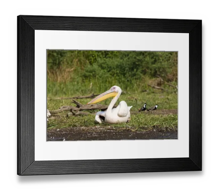 Framed Print : Great White Pelikan (pelecanus onocrotalus) near the shore of Lake Chamo in Nechisar Framed Print : Great White Pelikan (pelecanus onocrotalus) near the shore of Lake Chamo in Nechisar