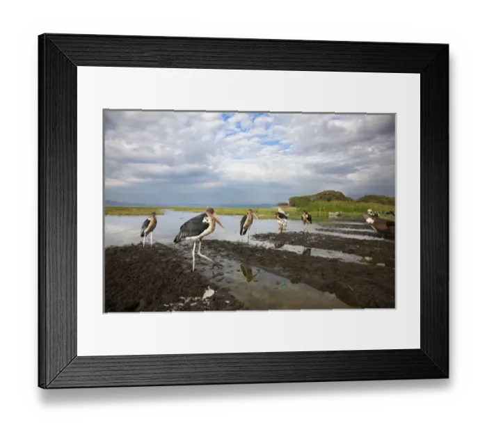 Framed Print : Marabou Storks (Leptoptilos crumeniferus) at the fish market in Awasa. As synanthrope Framed Print : Marabou Storks (Leptoptilos crumeniferus) at the fish market in Awasa. As synanthrope