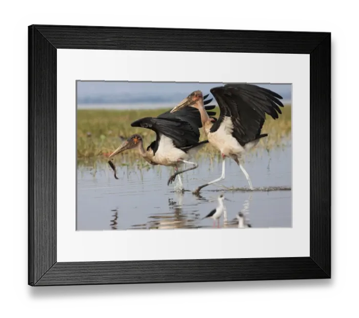 Framed Print : Marabou Storks (Leptoptilos crumeniferus) at the fish market in Awasa. As synanthrope