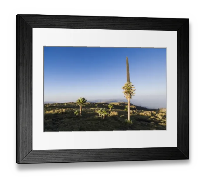 Framed Print : Ethiopian Giant Lobelia (Lobelia rhynchopetalum) at sunrise at the peak of Mt. Kedadit (3760m) Framed Print : Ethiopian Giant Lobelia (Lobelia rhynchopetalum) at sunrise at the peak of Mt. Kedadit (3760m)