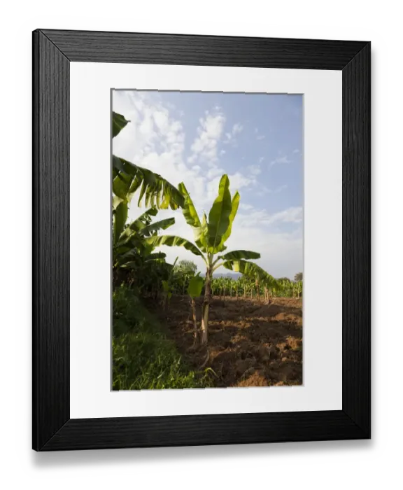 Framed Print : Plantation of Cooking Banana (Musa x paradisiaca) in the Rift Valley. Cooking Banana or Enset