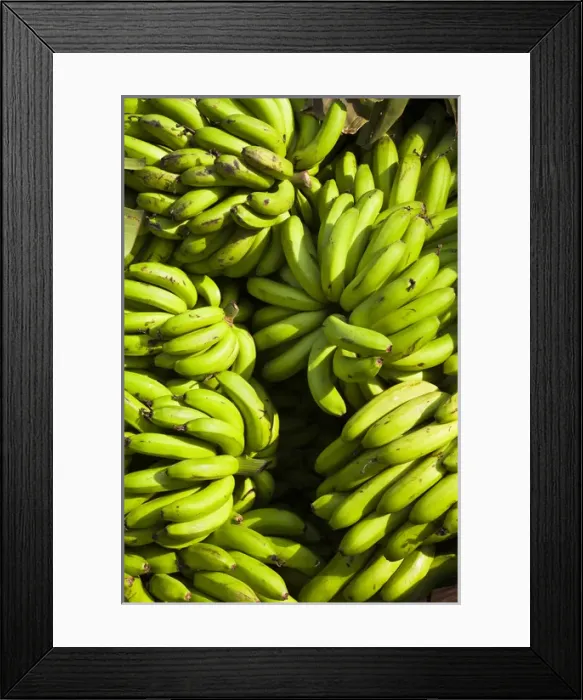 Framed Print : Just harvested Cooking Banana (Musa x paradisiaca) is loaded on a small truck Framed Print : Just harvested Cooking Banana (Musa x paradisiaca) is loaded on a small truck