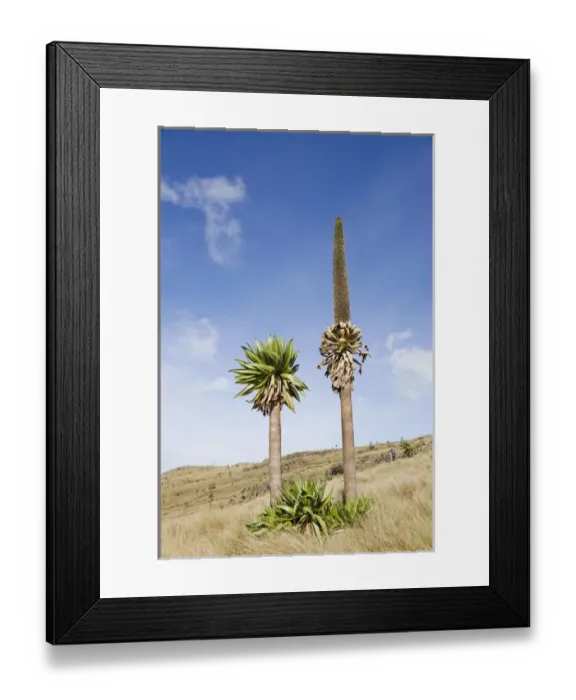 Framed Print : Ethiopian Giant Lobelia (Lobelia rhynchopetalum) Framed Print : Ethiopian Giant Lobelia (Lobelia rhynchopetalum)