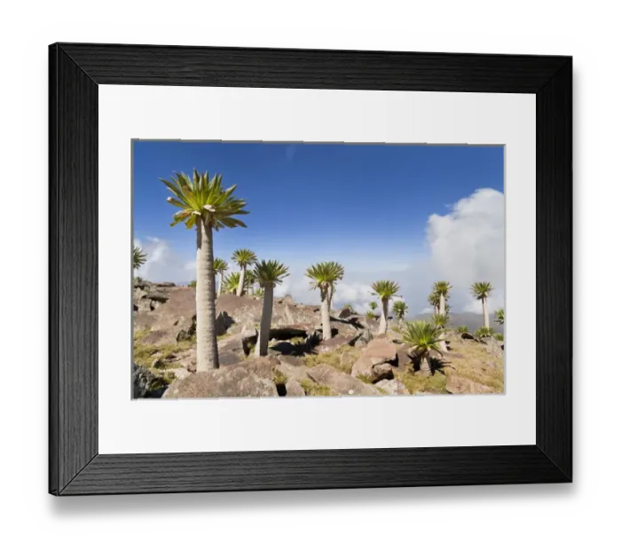 Framed Print : Ethiopian Giant Lobelia (Lobelia rhynchopetalum), very exposed location with adult Framed Print : Ethiopian Giant Lobelia (Lobelia rhynchopetalum), very exposed location with adult