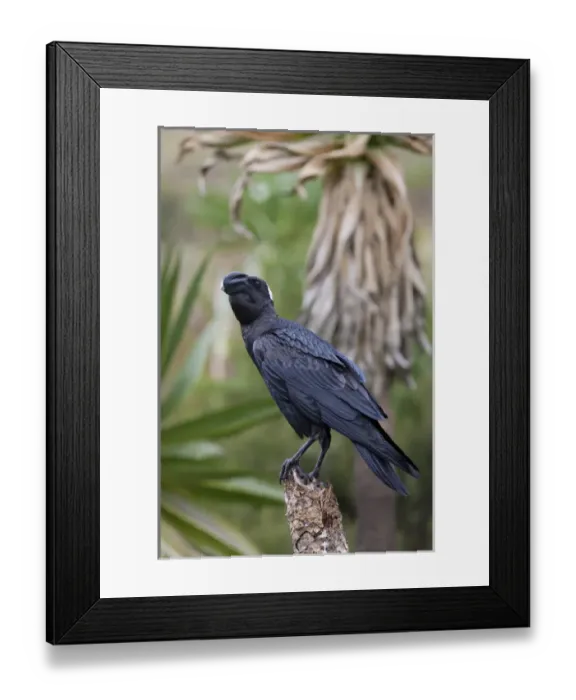 Framed Print : Thick-billed raven (Corvus crassirostris) in the highlands of Ethiopia, sitting