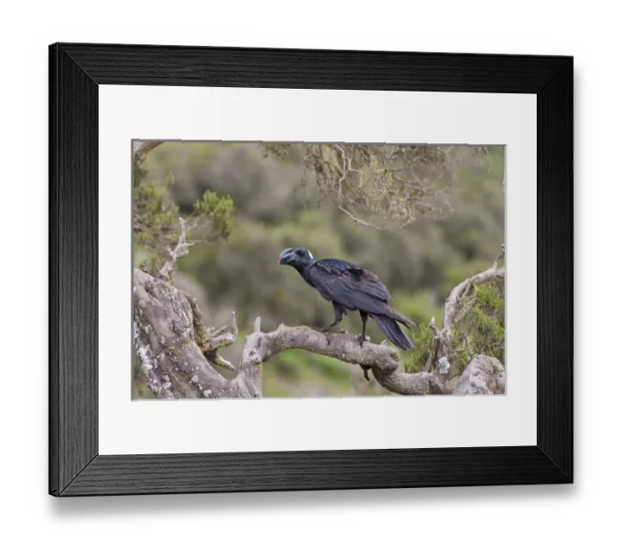 Framed Print : Thick-billed raven (Corvus crassirostris) in the highlands of Ethiopia, Thick-billed Framed Print : Thick-billed raven (Corvus crassirostris) in the highlands of Ethiopia, Thick-billed