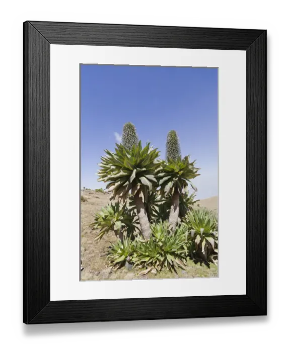 Framed Print : Ethiopian Giant Lobelia (Lobelia rhynchopetalum) in full bloom at about 4000m. Giant Lobelias Framed Print : Ethiopian Giant Lobelia (Lobelia rhynchopetalum) in full bloom at about 4000m. Giant Lobelias