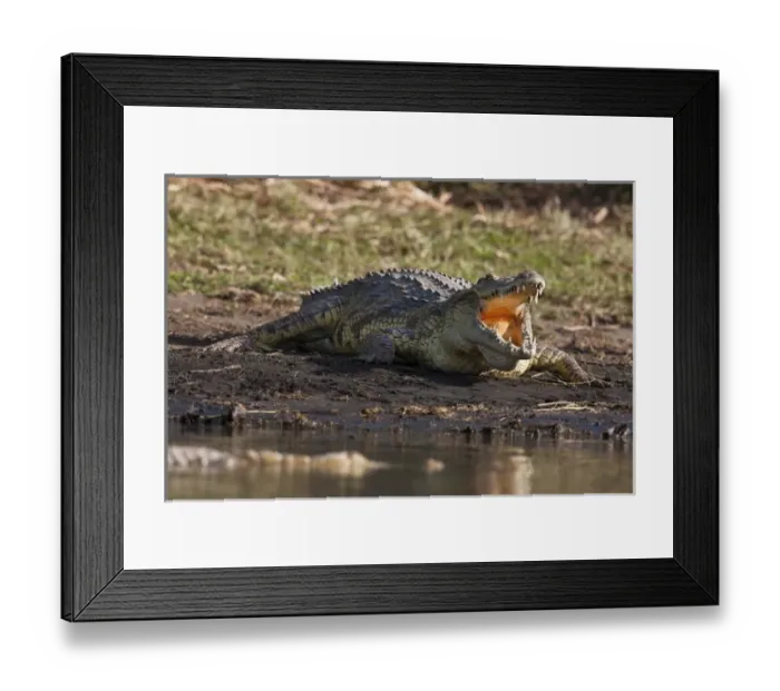 Framed Print : Nile Crocodile (Crocodylus Niloticus) on the shore with mouth wide open, teeth