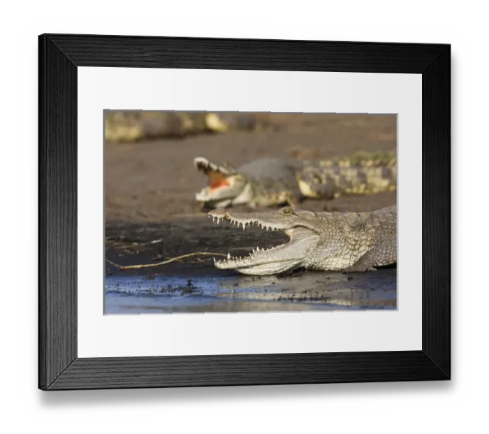 Framed Print : Nile Crocodile (Crocodylus Niloticus) on the shore with mouth wide open, teeth Framed Print : Nile Crocodile (Crocodylus Niloticus) on the shore with mouth wide open, teeth