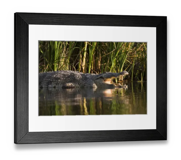 Framed Print : Nile Crocodile (Crocodylus Niloticus) on the shore with mouth wide open, teeth Framed Print : Nile Crocodile (Crocodylus Niloticus) on the shore with mouth wide open, teeth
