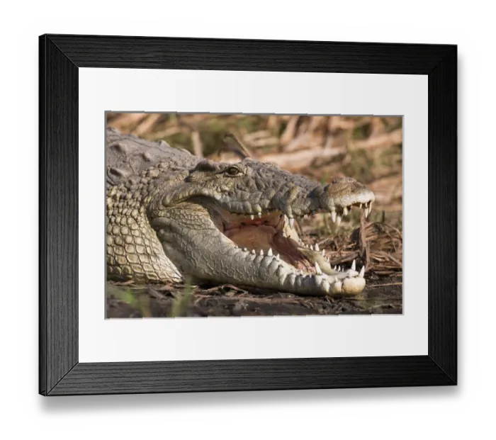 Framed Print : Nile Crocodile (Crocodylus Niloticus) on the shore with mouth wide open, teeth