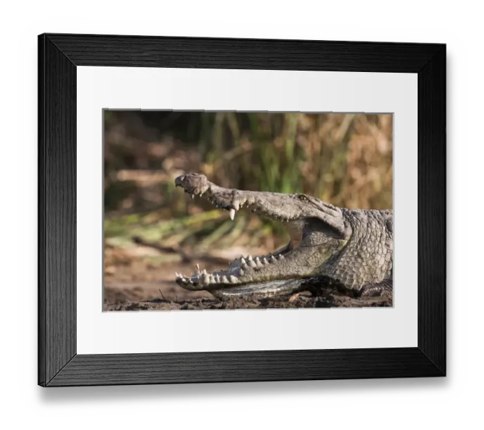 Framed Print : Nile Crocodile (Crocodylus Niloticus) on the shore with mouth wide open, teeth Framed Print : Nile Crocodile (Crocodylus Niloticus) on the shore with mouth wide open, teeth