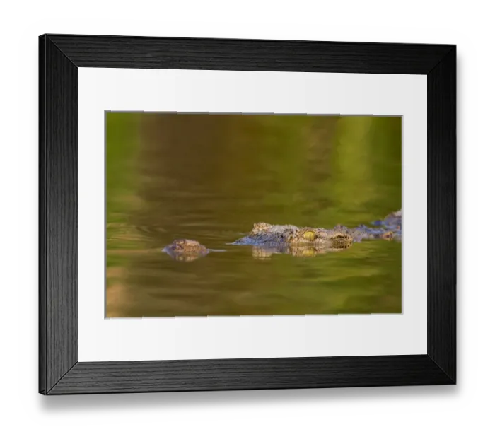 Framed Print : Nile Crocodile (Crocodylus Niloticus) in the water of Lake Chamo, Crocodile Market Framed Print : Nile Crocodile (Crocodylus Niloticus) in the water of Lake Chamo, Crocodile Market