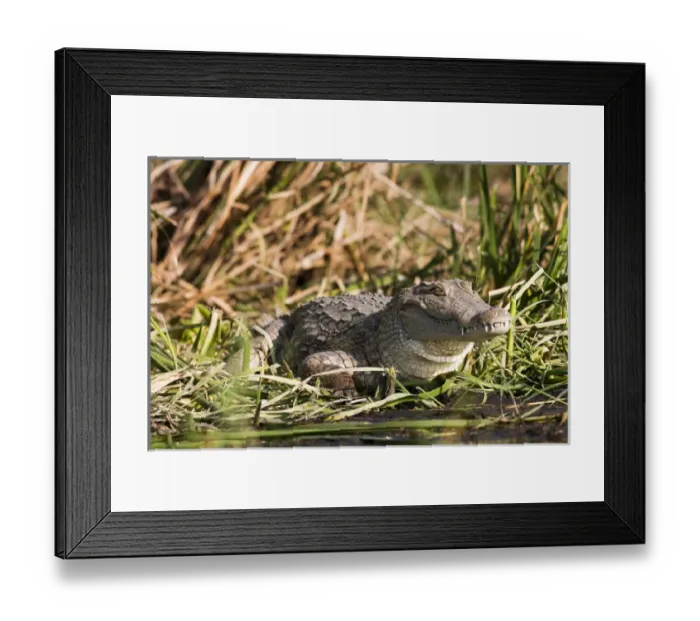 Framed Print : Nile Crocodile (Crocodylus Niloticus) on the shore, Crocodile Market, Lake Chamo