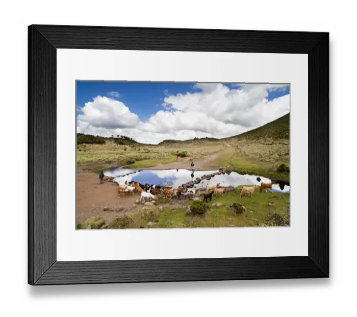 Framed Print : Goat and horse herd tended by oromo children near Kotera Plain Framed Print : Goat and horse herd tended by oromo children near Kotera Plain