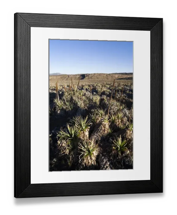 Framed Print : Sunrise near Keyrensa at the Escarpment of the Sanetti Plateau with withered stands Framed Print : Sunrise near Keyrensa at the Escarpment of the Sanetti Plateau with withered stands
