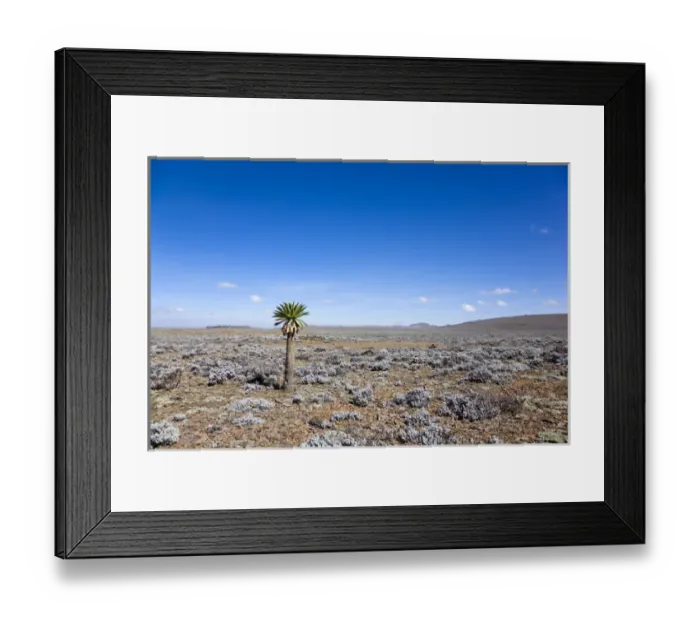 Framed Print : the Sanetti Plateau at ca 4150m altitude with lonely giant lobelia